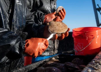 playground-earth-dayboat-scalops-feature