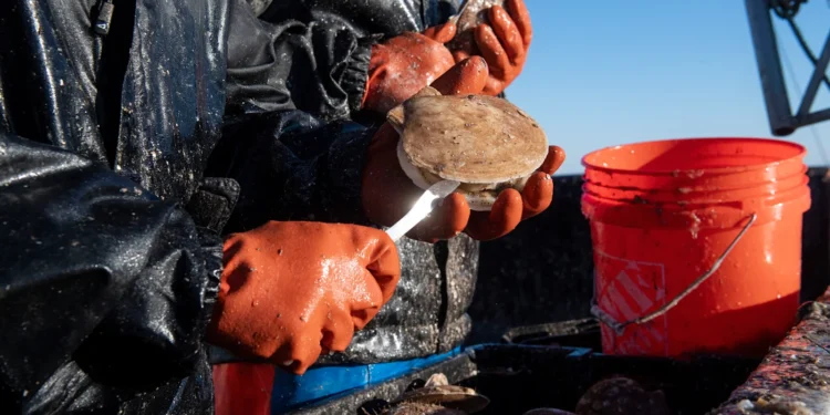 playground-earth-dayboat-scalops-feature