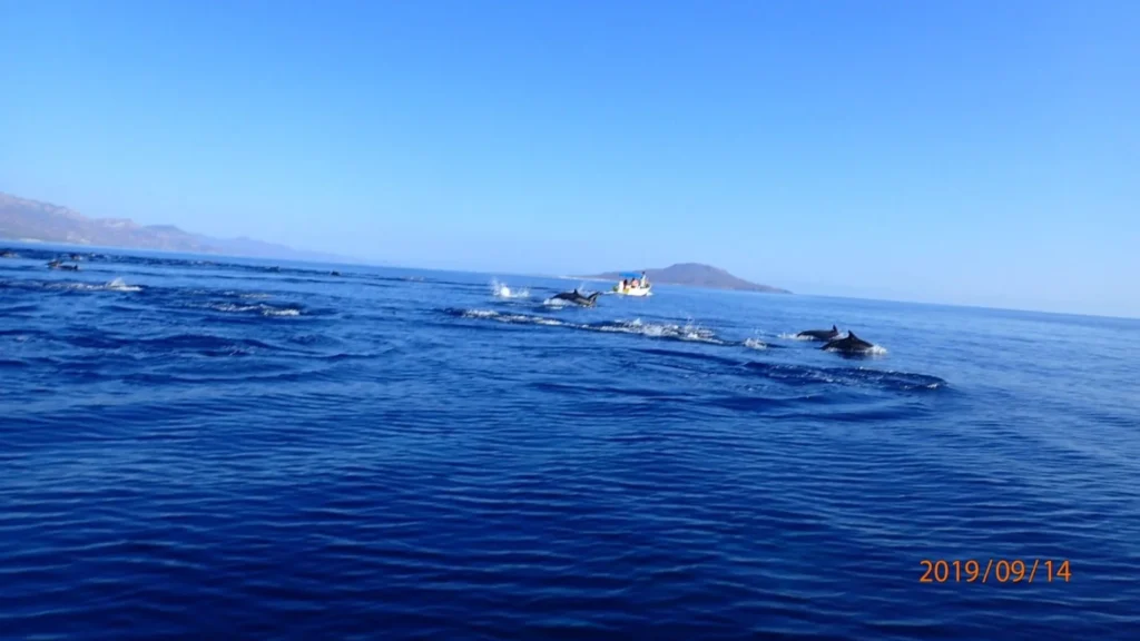 Loreto Dolphins
