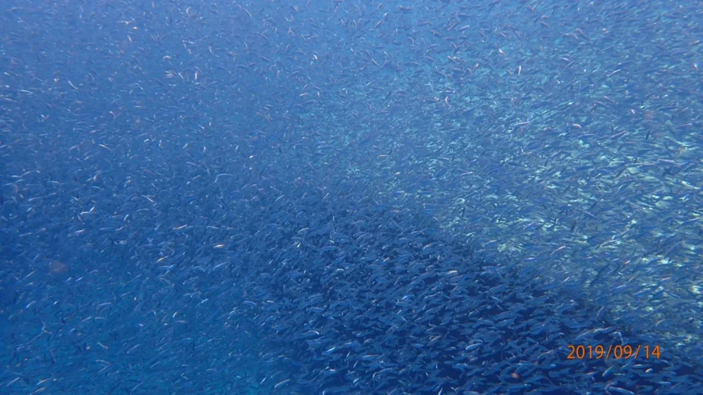 Playground-Earth Loreto Diving with sardines