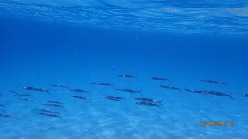 Playground-Earth Loreto Diving Needle Fish