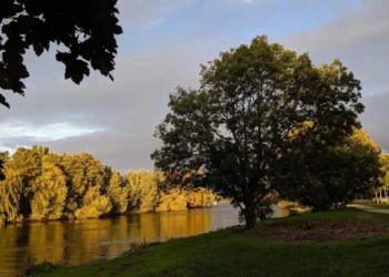 Richmond Park Feature