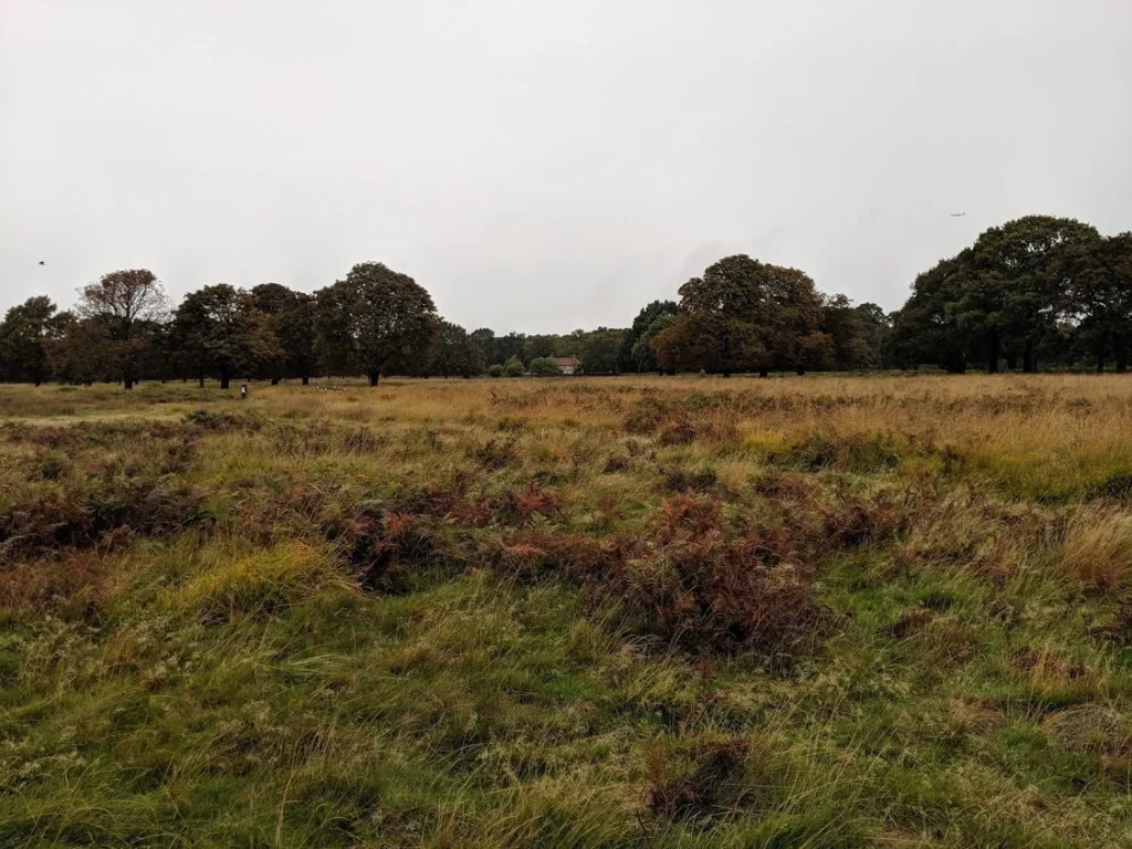 Richmond Park Grassy Meadow