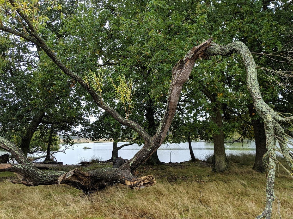 Playground Earth | Richmond Park l Fallen Tree