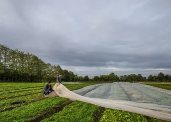 Sprouts Farms Feature