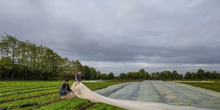 Sprouts Farms Feature