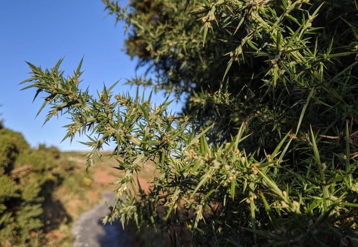 Playground Earth | Howth l Gorse l Be very careful!