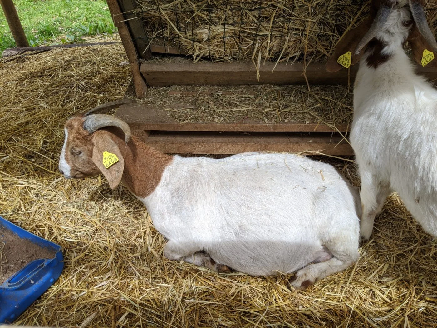 Playground Earth. Furnas, Azores Goats