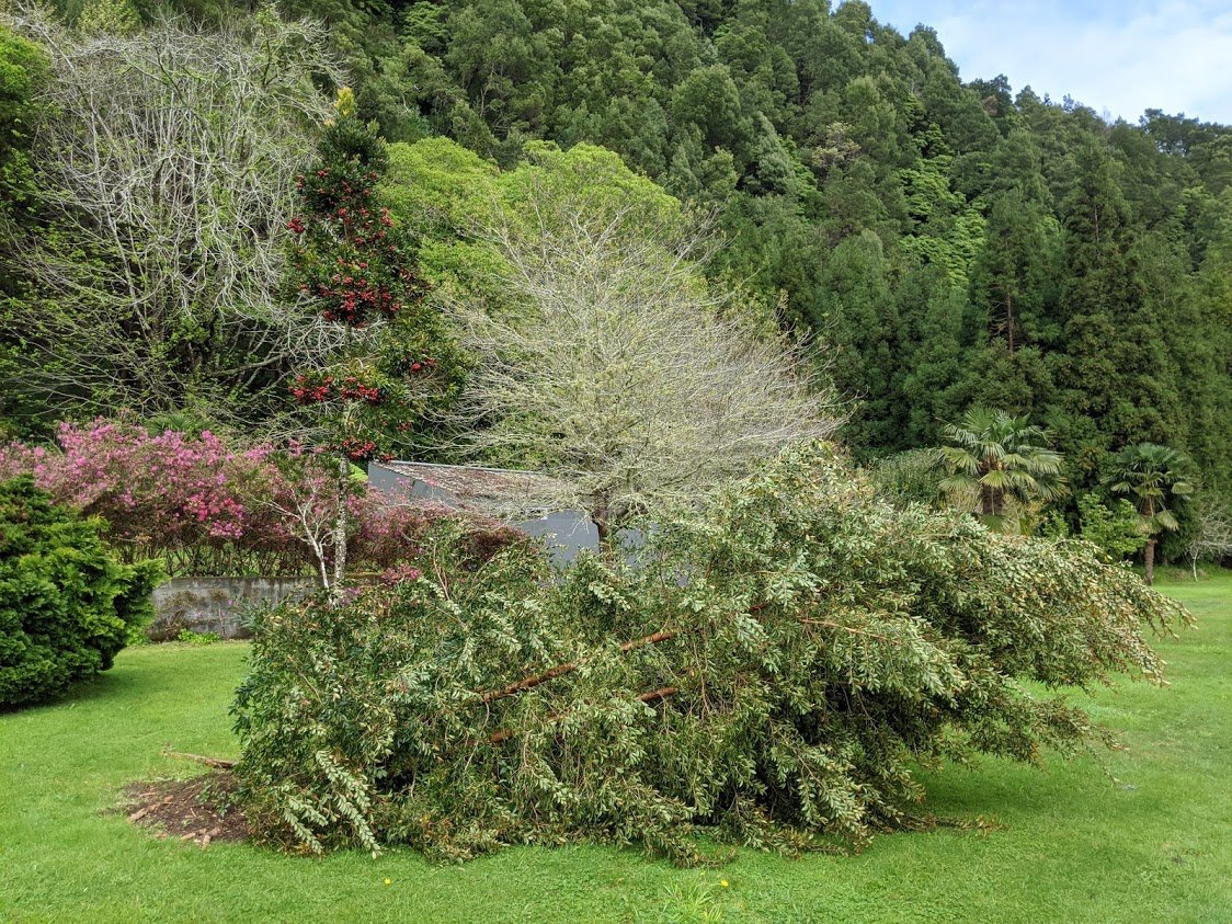 Playground Earth | Azores | Fallen Tree