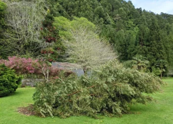 Azores Fallen Tree Feature