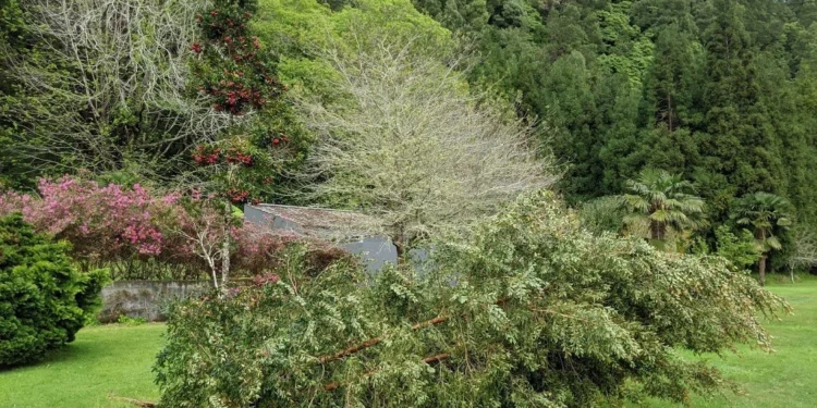Azores Fallen Tree Feature
