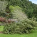 Azores Fallen Tree Feature
