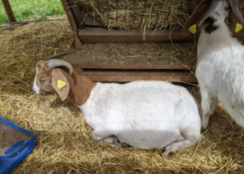 Azores Mama Goats Feature