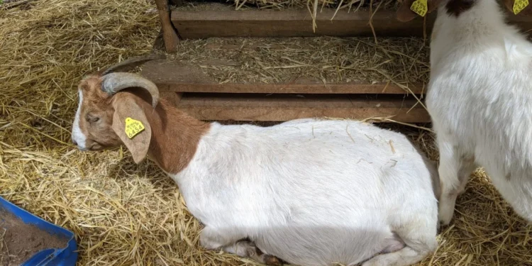 Azores Mama Goats Feature