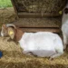 Azores Mama Goats Feature