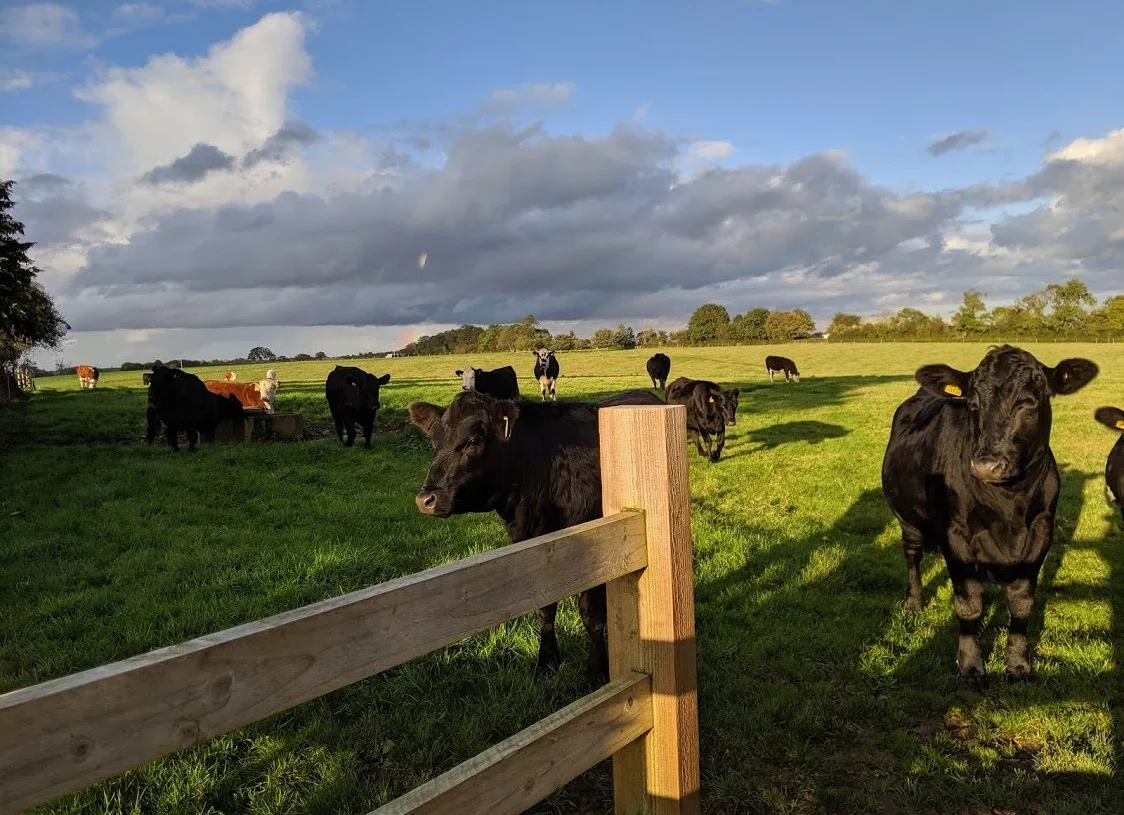 Playground Earth | Our Stay at Troy's Barn | Local cows