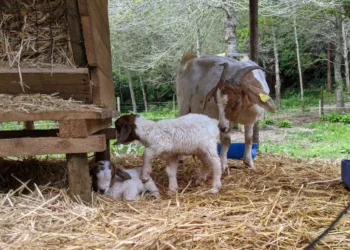 The kids are alright Furnas Goats Feature