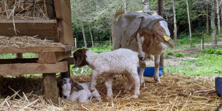 The kids are alright Furnas Goats Feature