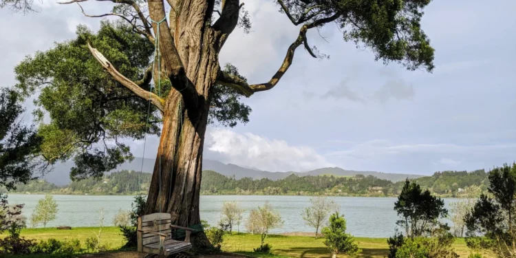 Azores Furnas Swing Feature