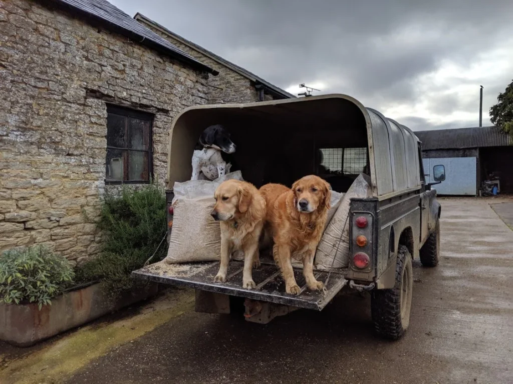 Troy's Barn Farm Dog