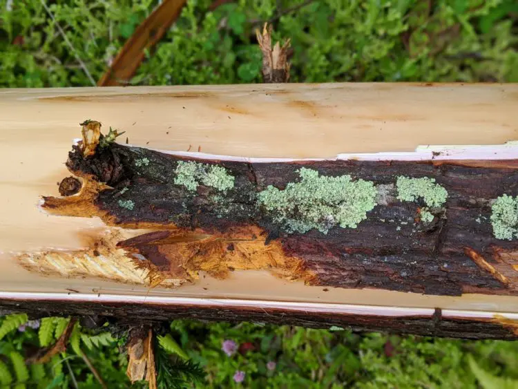 Playground Earth. Furnas, Azores. Cedar Stripping