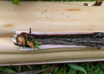 Japanese Cedar Stripping Feature