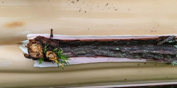 Japanese Cedar Stripping Feature