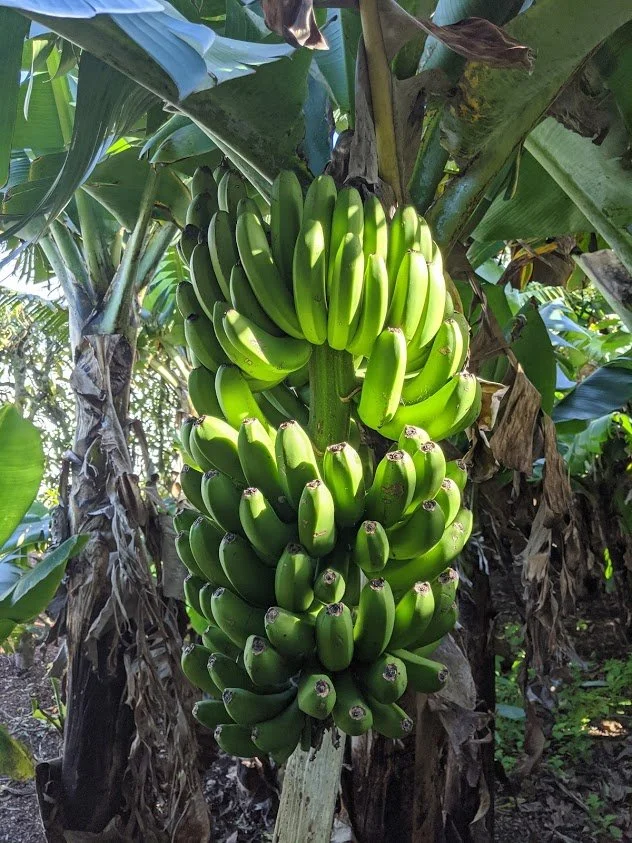 Herdade do Ananas