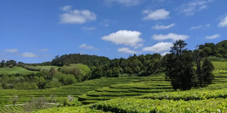 Serendipi Tea Fields Long Path Feature