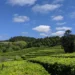 Serendipi Tea Fields Long Path Feature