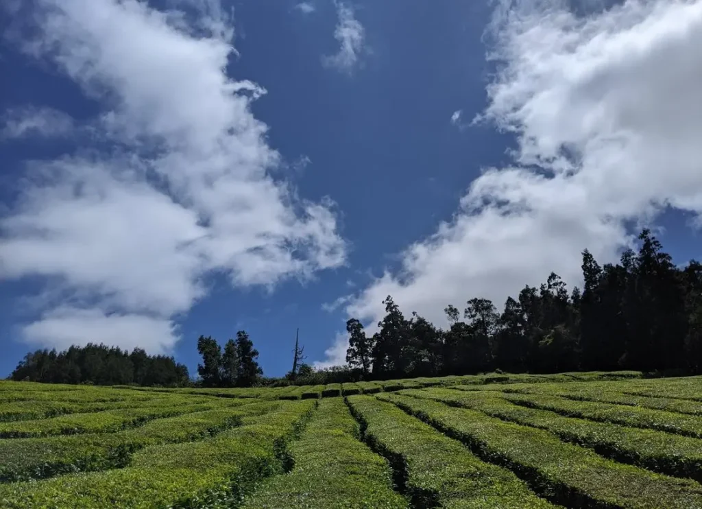 Serendipi Tea Fields