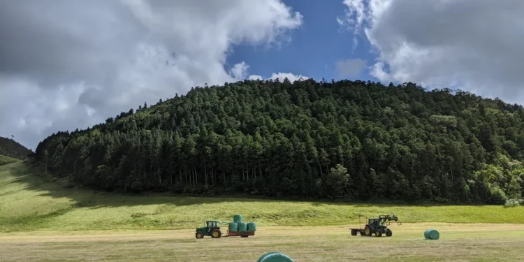 Azores Hay Sunshine's Tractor
