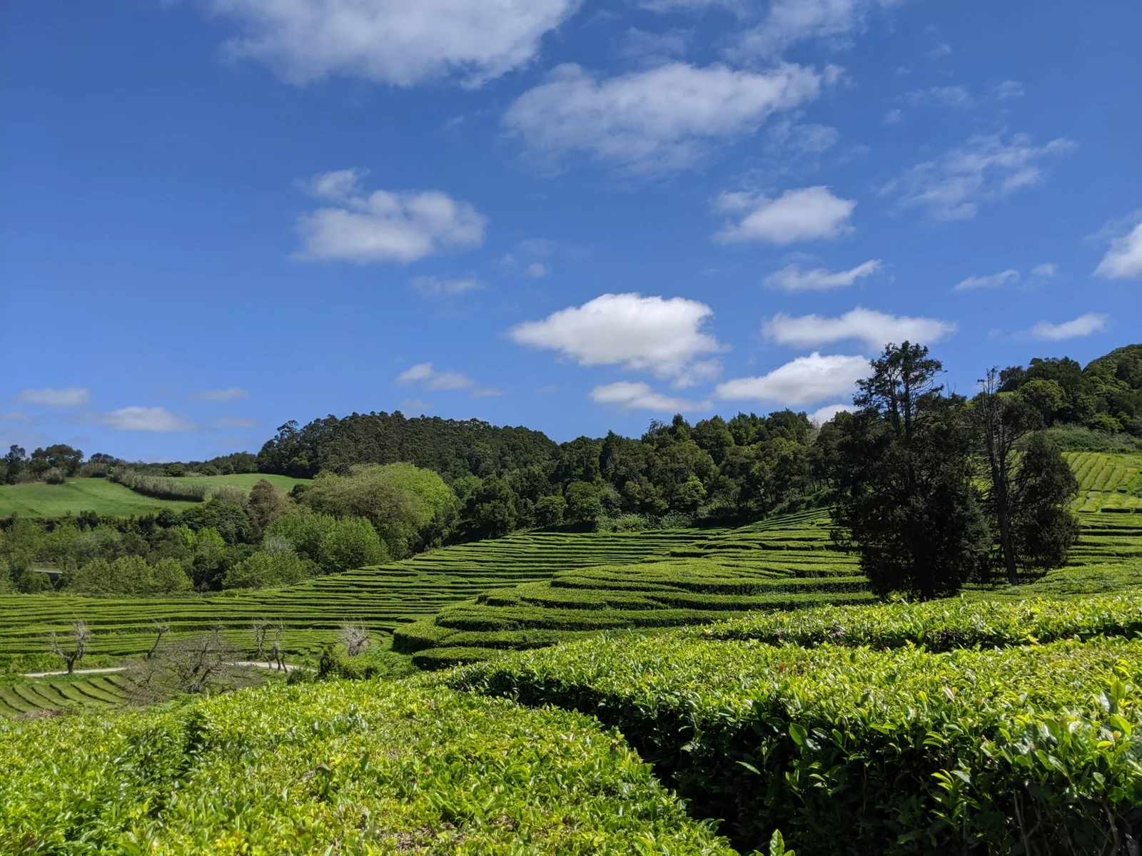 Playground Earth. Azores. Tea Plantation