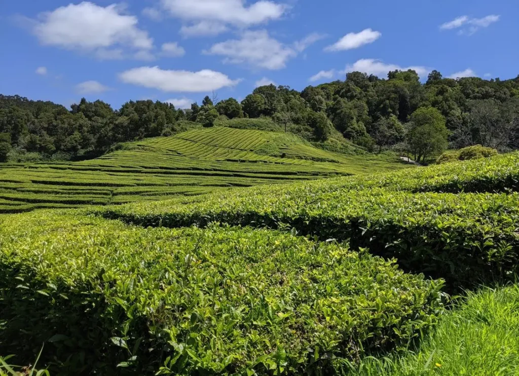 Tea Fields in Sao Miguel Azores