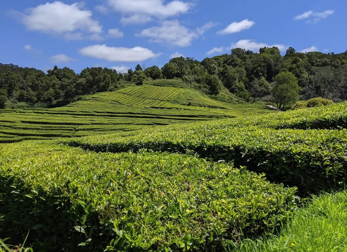 playground-earth-teafields2-1124x815.jpg