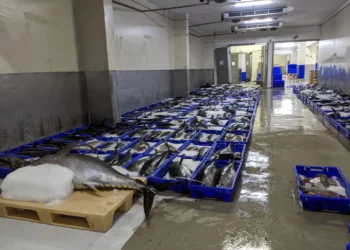 Bringing In The Daily Catch Feature