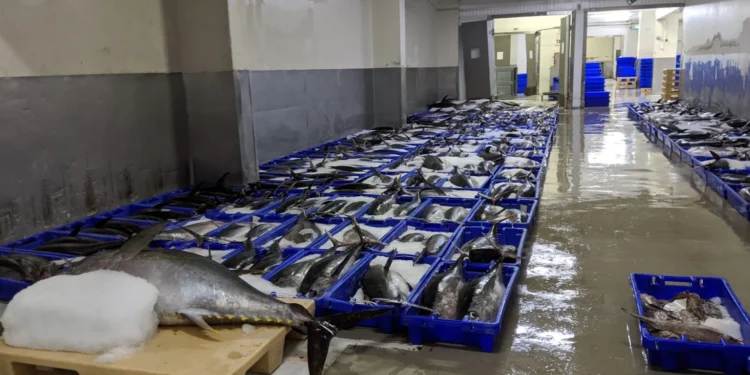 Bringing In The Daily Catch Feature