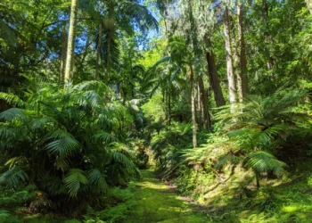 Mata-Jardim Jose Do Canto Feature