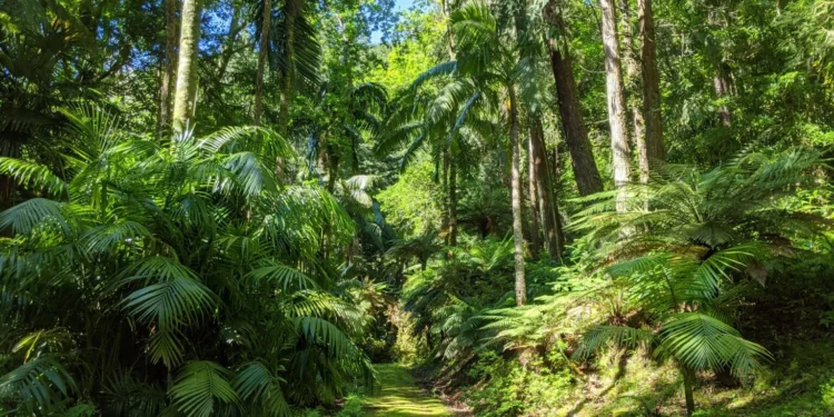 Mata-Jardim Jose Do Canto Feature