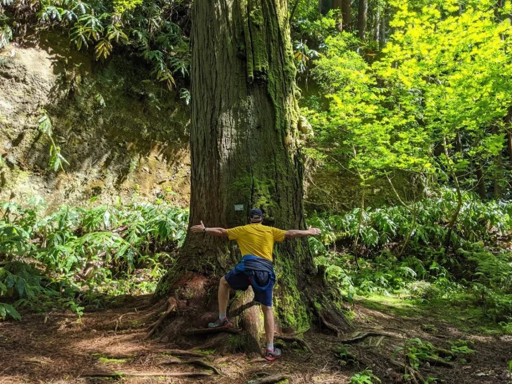 Playground Earth | Mata Jardim Trail Tree