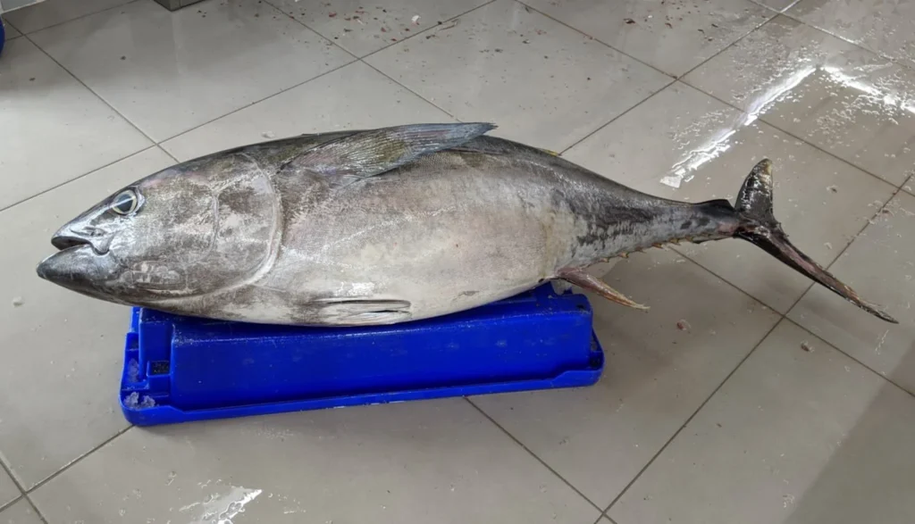 Peixaria Almeida Fresh Tuna
