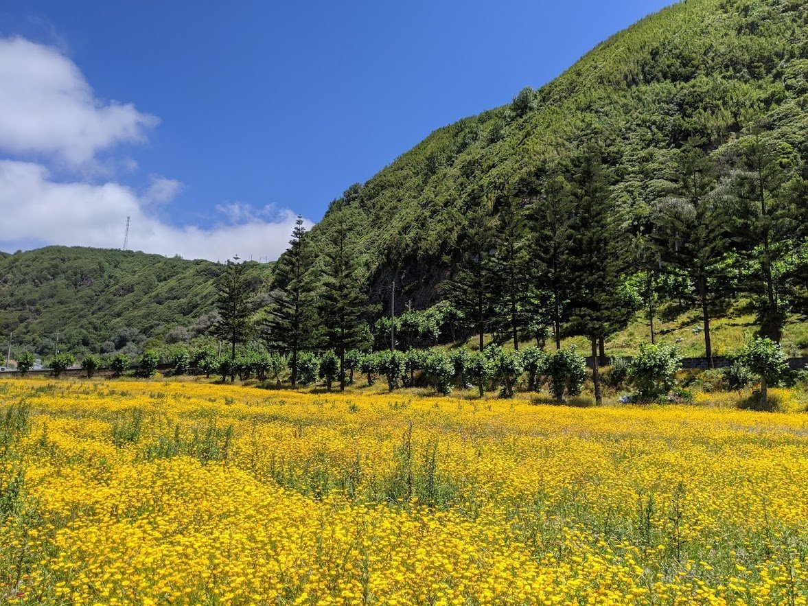 Playground Earth | Field of yellow flowers