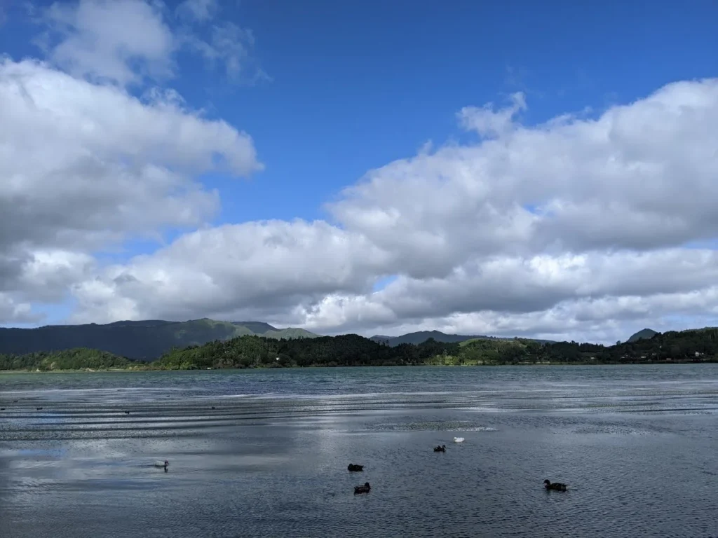 Furnas Lake Forest Lake Ducks