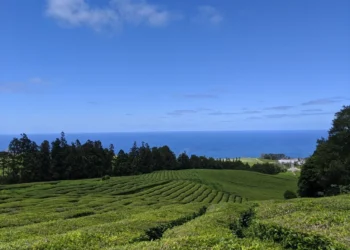 Gorreana Tea Plantation Feature
