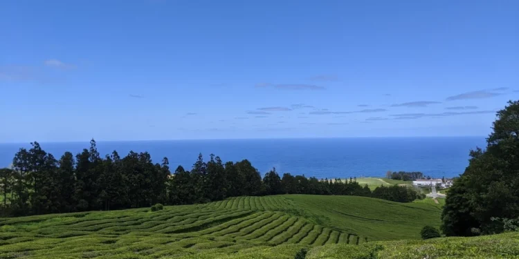 Gorreana Tea Plantation Feature