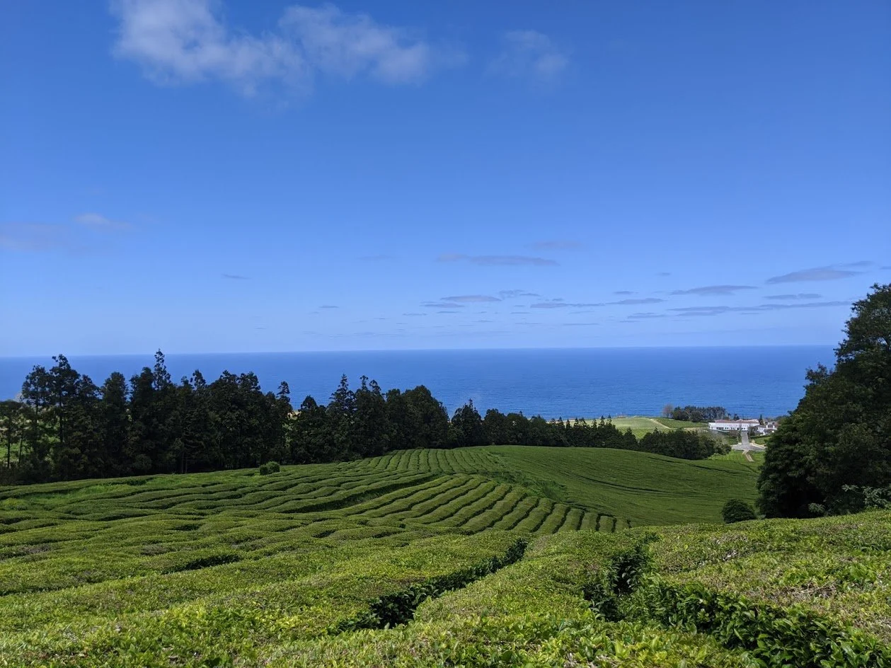 Gorreana Tea Plantation Feature