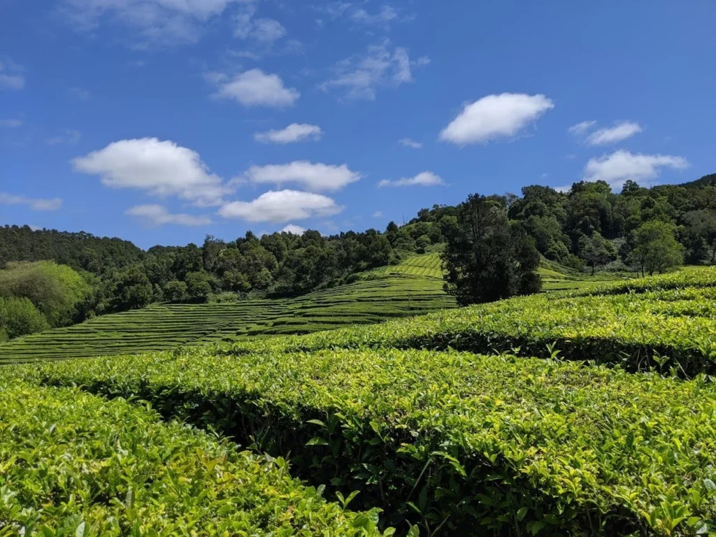 Gorreana Tea Plantation Field