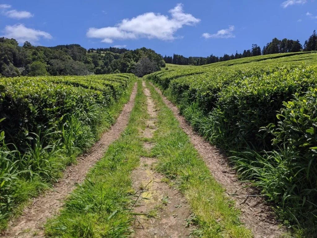 Gorreana Tea Plantation Fields Path