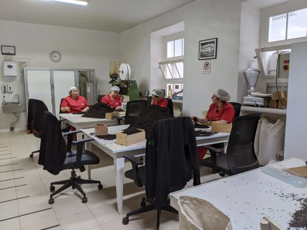 Gorreana Tea Plantation Sorting Room