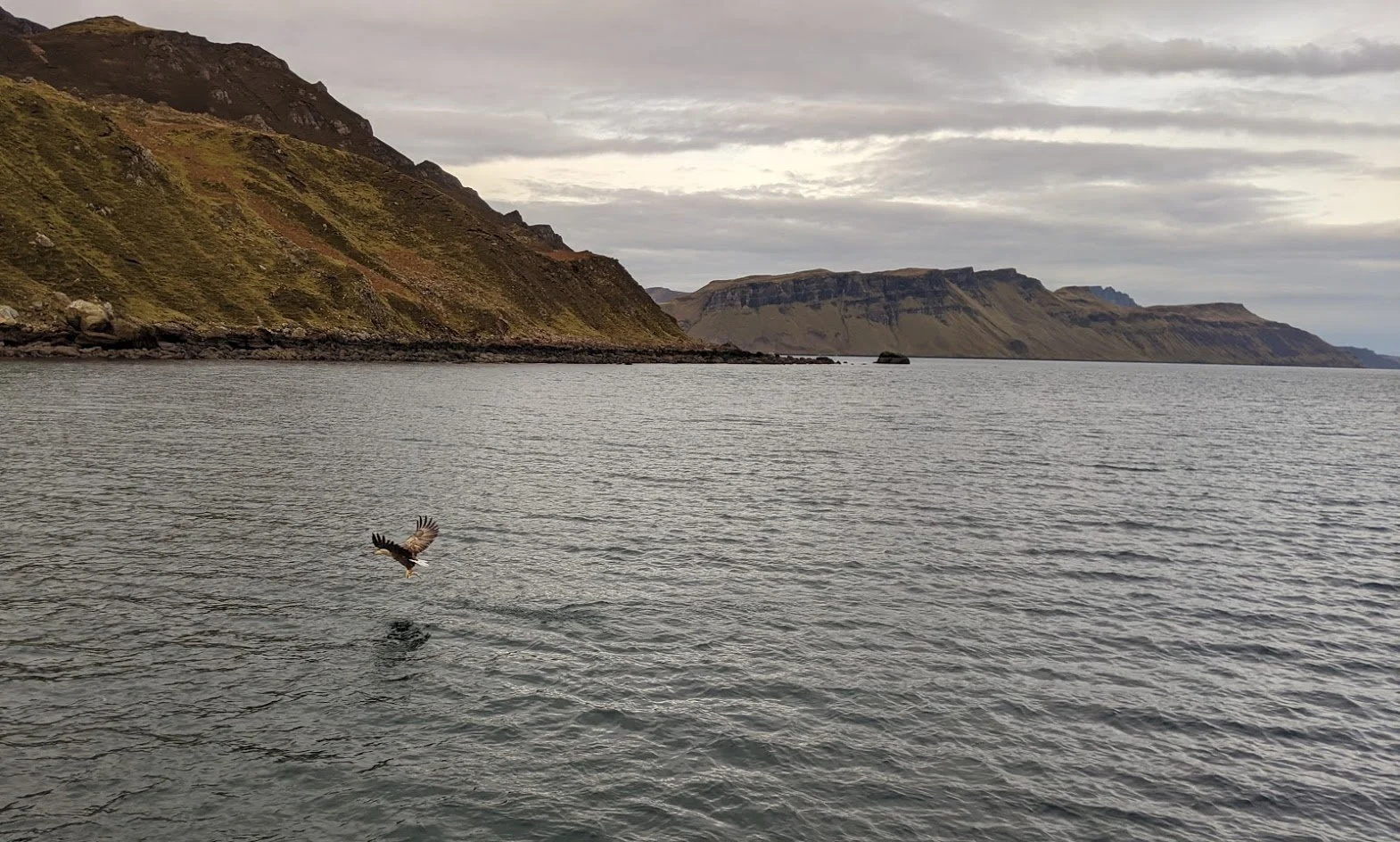 Isle of Skye Eagle